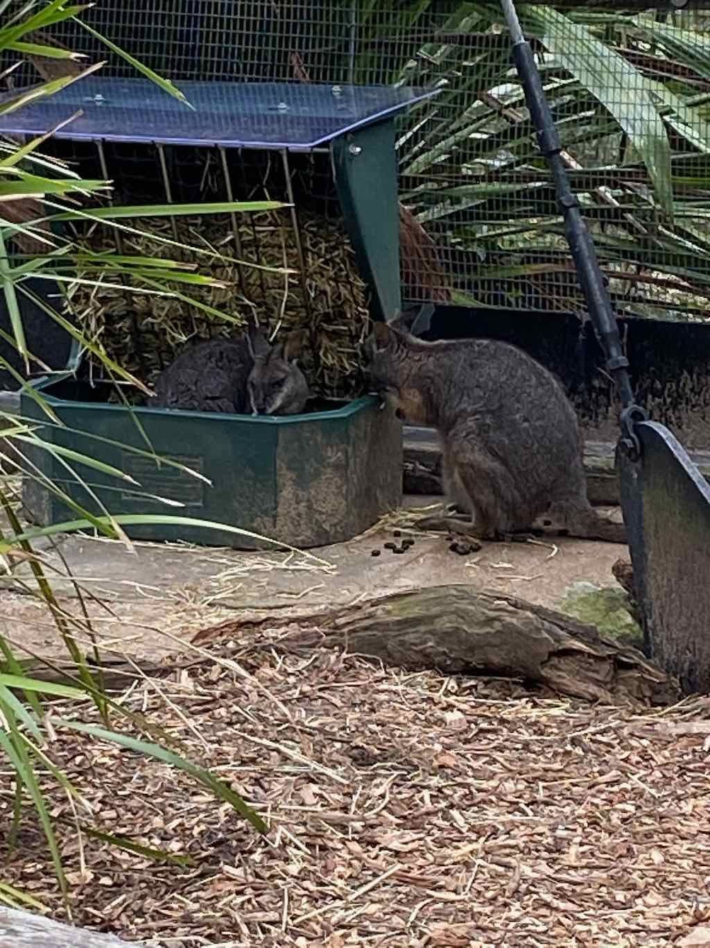 Taronga Zoo Wildlife Park : August 2025 Public Tour Image -68ae45d7827b7