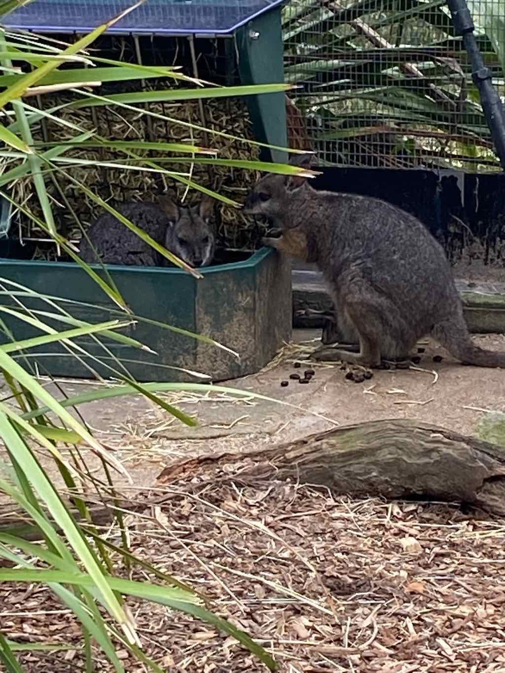 Taronga Zoo Wildlife Park : August 2025 Public Tour Image -68ae45d7dfea8