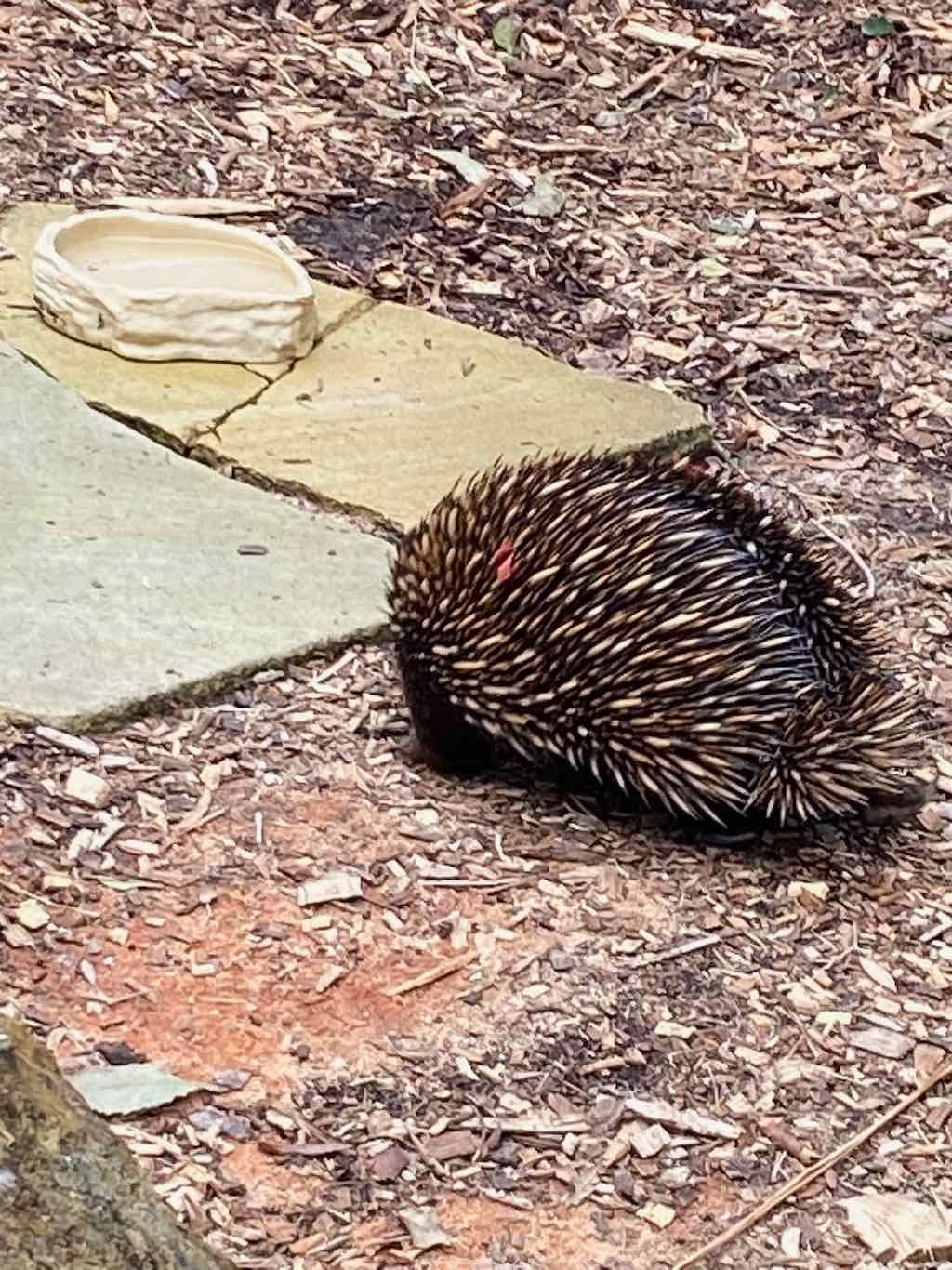 Taronga Zoo Wildlife Park : August 2025 Public Tour Image -68ae45d83c711
