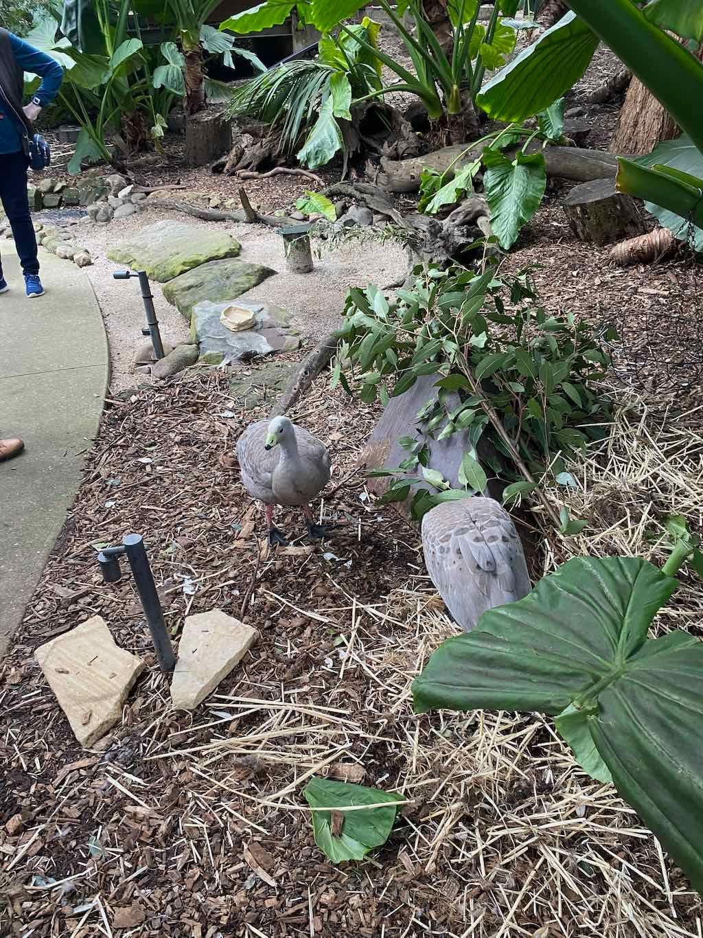 Taronga Zoo Wildlife Park : August 2025 Public Tour Image -68ae45da99f59
