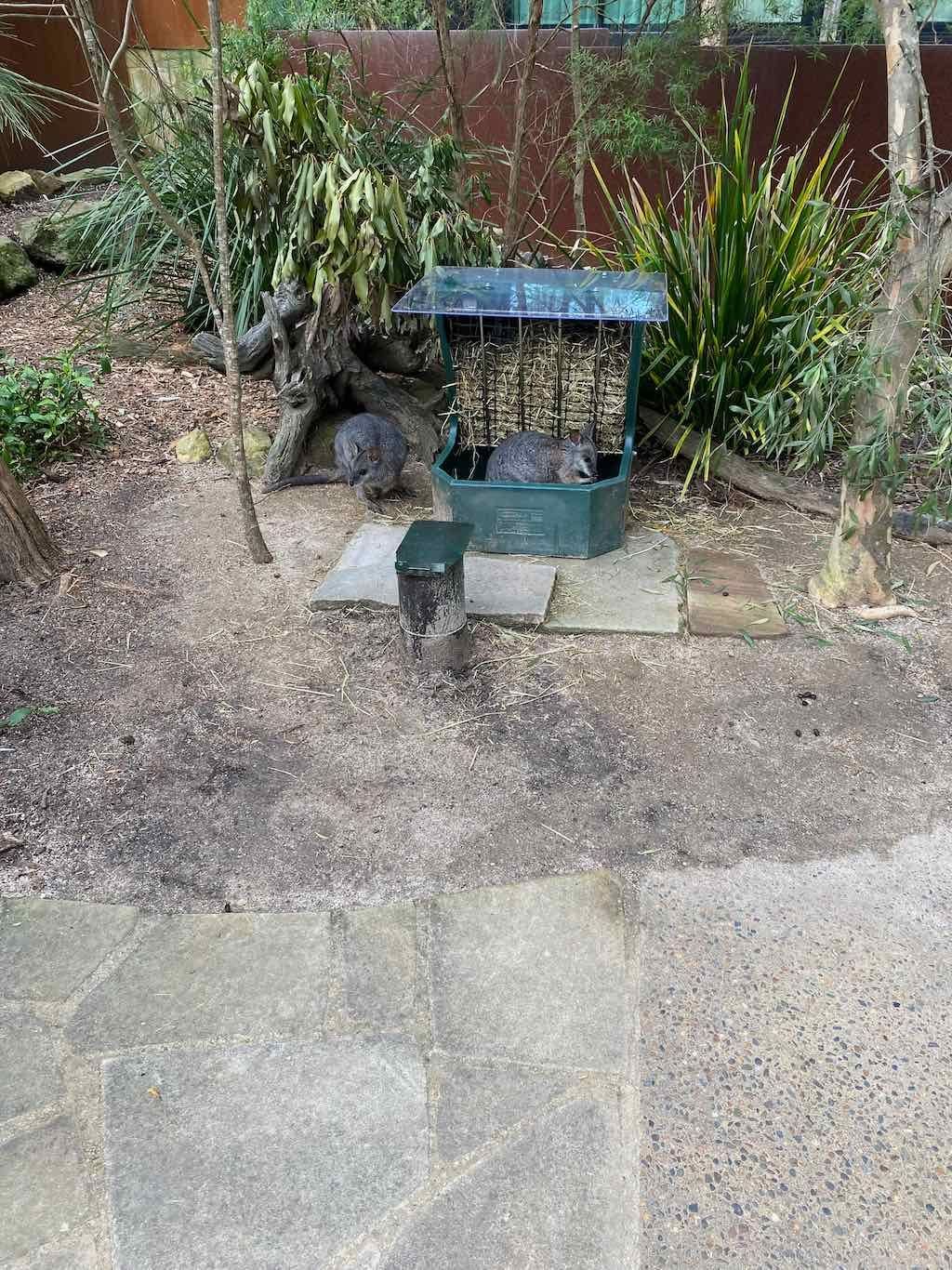 Taronga Zoo Wildlife Park : August 2025 Public Tour Image -68ae45dc31e28