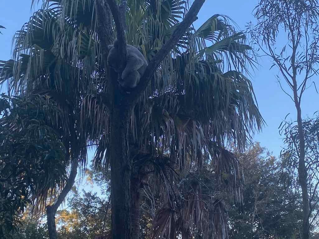 Taronga Zoo Wildlife Park : August 2025 Public Tour Image -68ae45e8b5b29