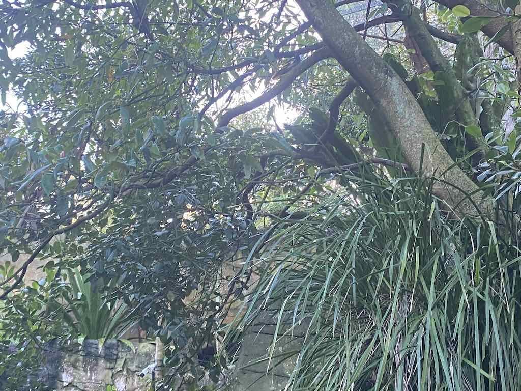 Taronga Zoo Wildlife Park : August 2025 Public Tour Image -68ae45ea67a0b