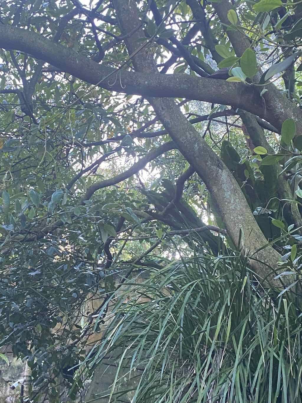 Taronga Zoo Wildlife Park : August 2025 Public Tour Image -68ae45ebeb8c2