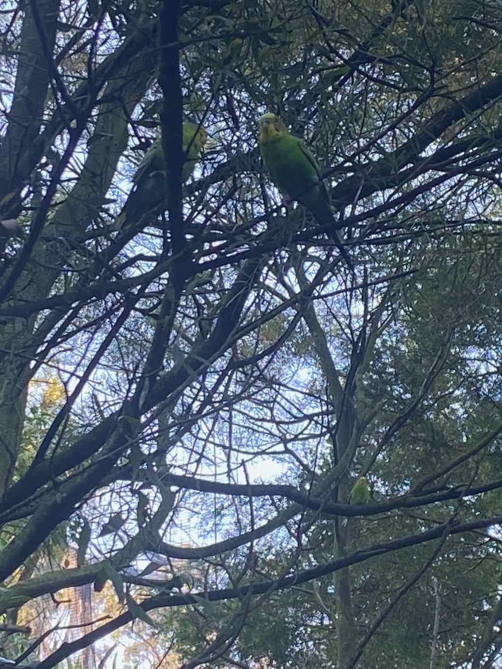 Taronga Zoo Wildlife Park : August 2025 Public Tour Image -68ae45ec9804f