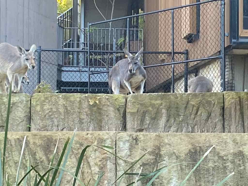 Taronga Zoo Wildlife Park : August 2025 Public Tour Image -68ae45efa1649