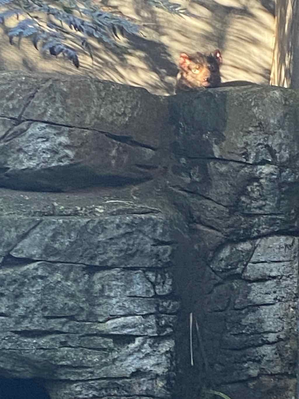 Taronga Zoo Wildlife Park : August 2025 Public Tour Image -68ae45f025515
