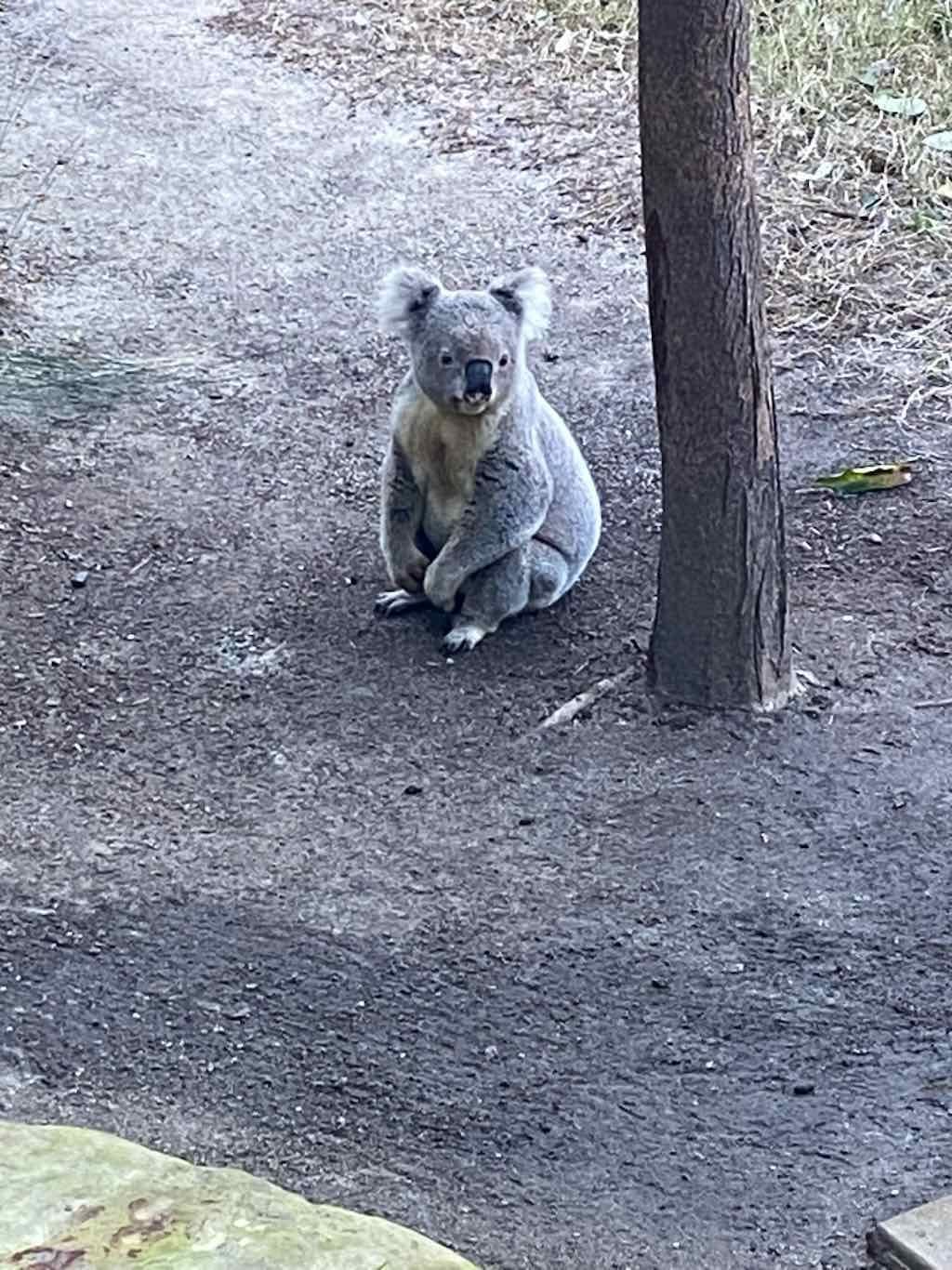 Taronga Zoo Wildlife Park : August 2025 Public Tour Image -68ae45f237a1e