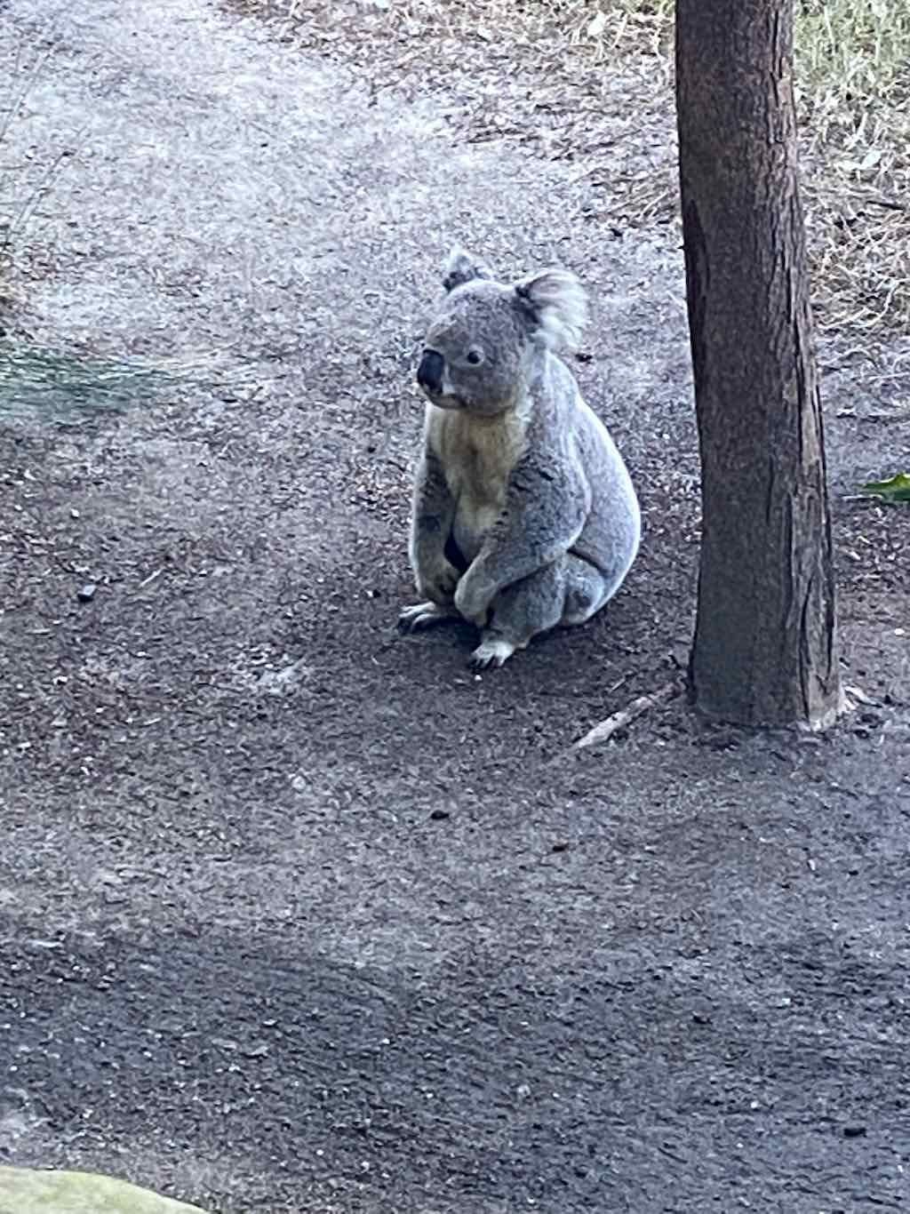 Taronga Zoo Wildlife Park : August 2025 Public Tour Image -68ae45f27edea