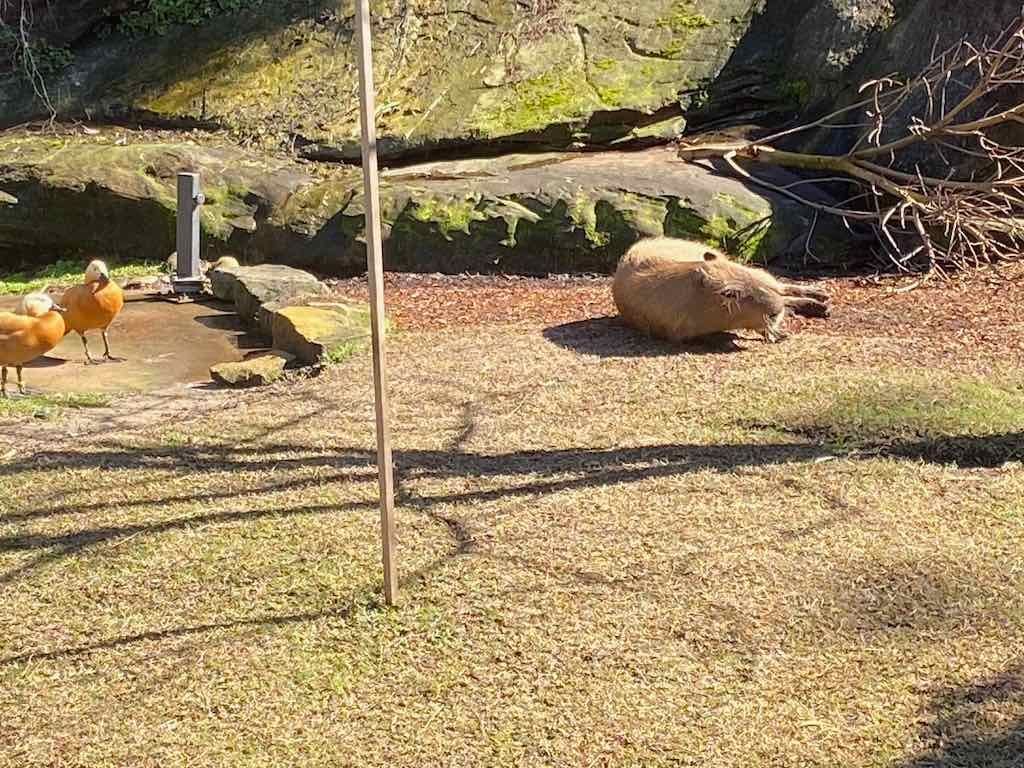 Taronga Zoo Wildlife Park : August 2025 Public Tour Image -68ae45f5207a2