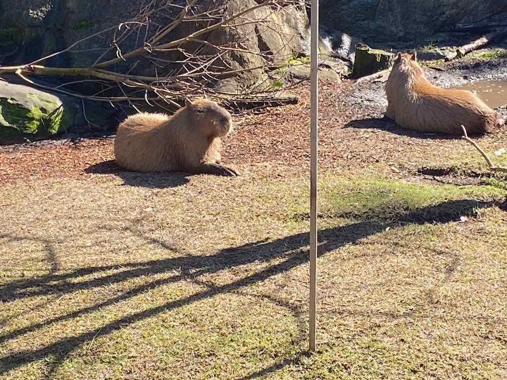 Taronga Zoo Wildlife Park : August 2025 Public Tour Image -68ae45f5b90ae