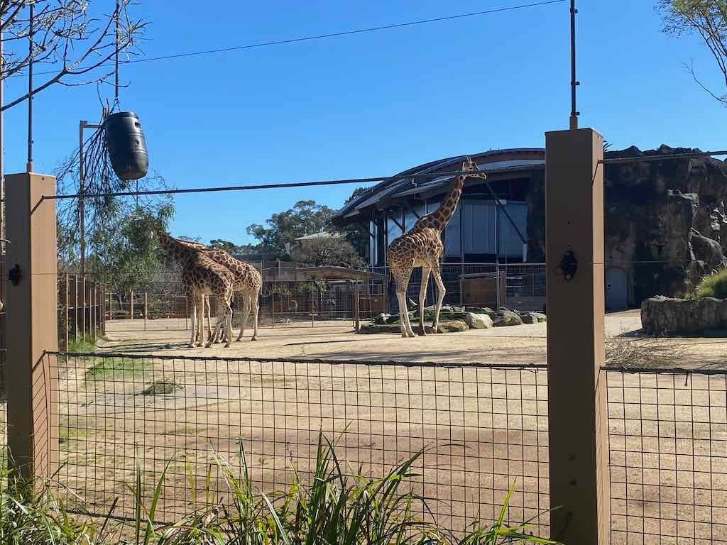 Taronga Zoo Wildlife Park : August 2025 Public Tour Image -68ae45f606671
