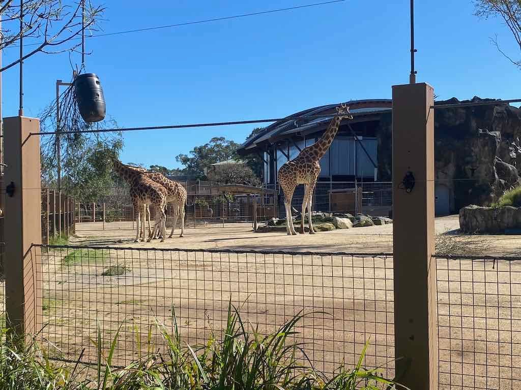 Taronga Zoo Wildlife Park : August 2025 Public Tour Image -68ae45f658ec8