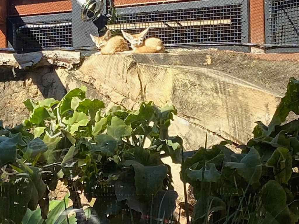Taronga Zoo Wildlife Park : August 2025 Public Tour Image -68ae45f694829
