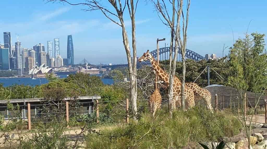 Taronga Zoo Wildlife Park : August 2025 Public Tour Image -68ae45f7208fe