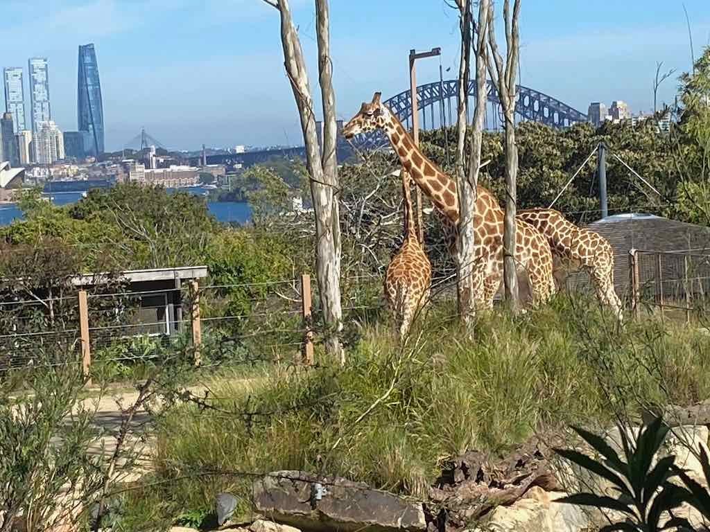 Taronga Zoo Wildlife Park : August 2025 Public Tour Image -68ae45f75aeed