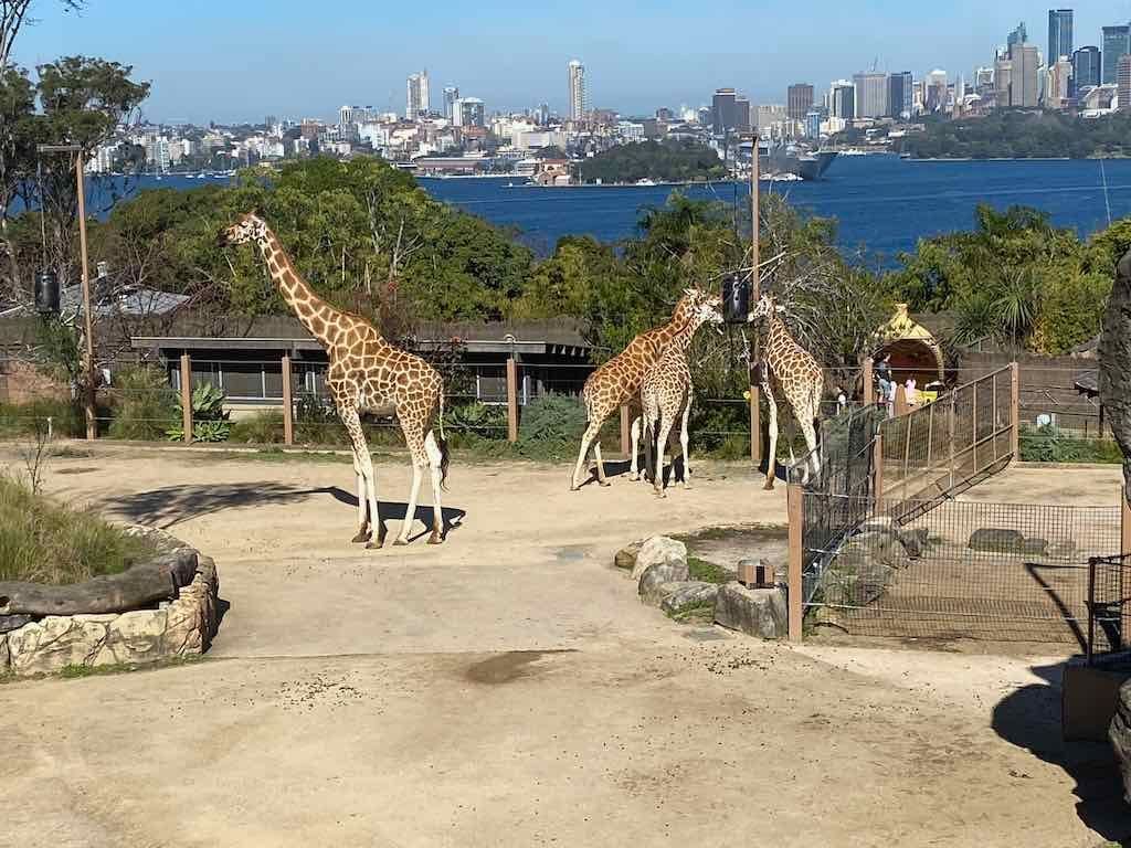 Taronga Zoo Wildlife Park : August 2025 Public Tour Image -68ae45f7a9a8f