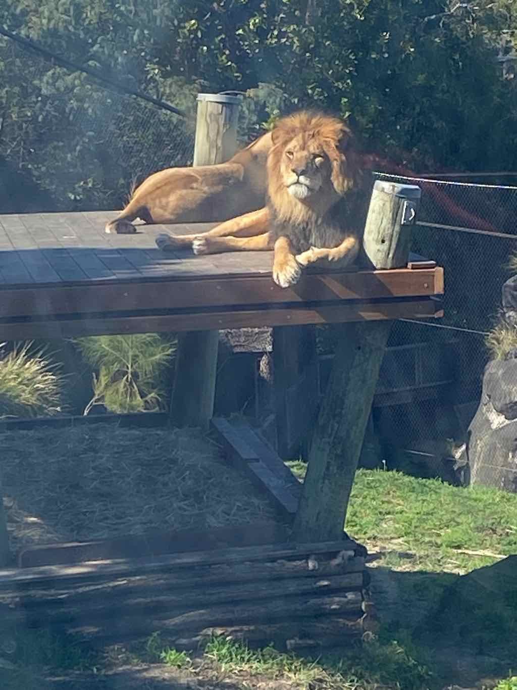 Taronga Zoo Wildlife Park : August 2025 Public Tour Image -68ae45f7ee16d