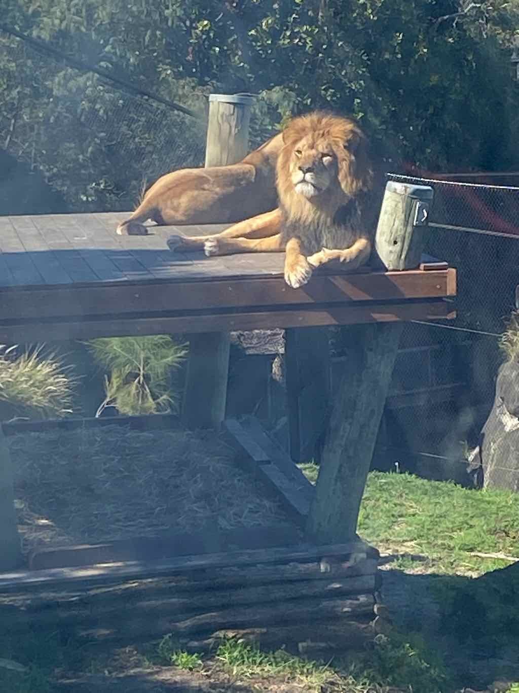 Taronga Zoo Wildlife Park : August 2025 Public Tour Image -68ae45f82e0d1