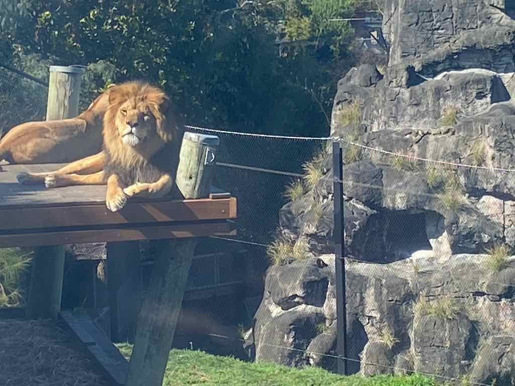 Taronga Zoo Wildlife Park : August 2025 Public Tour Image -68ae45f866db4