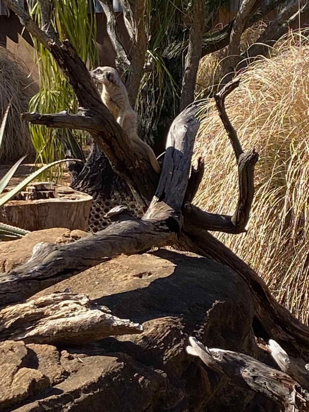 Taronga Zoo Wildlife Park : August 2025 Public Tour Image -68ae45f8bb2fc