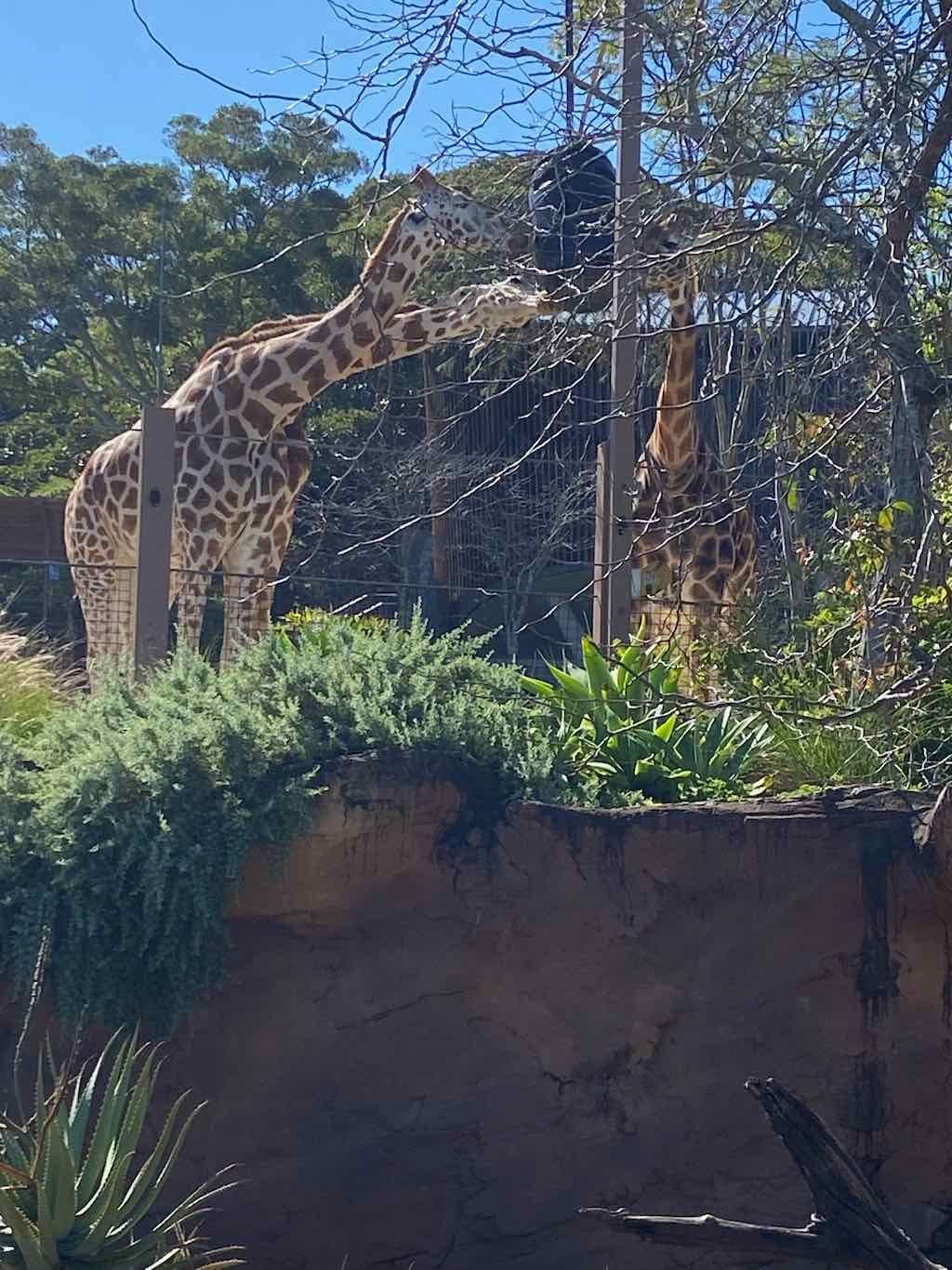 Taronga Zoo Wildlife Park : August 2025 Public Tour Image -68ae45f9746e2