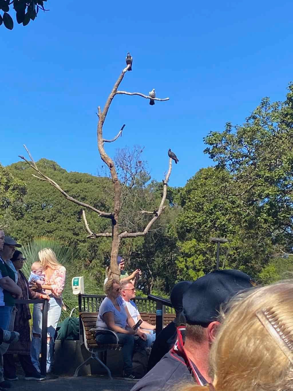 Taronga Zoo Wildlife Park : August 2025 Public Tour Image -68ae45fc35026