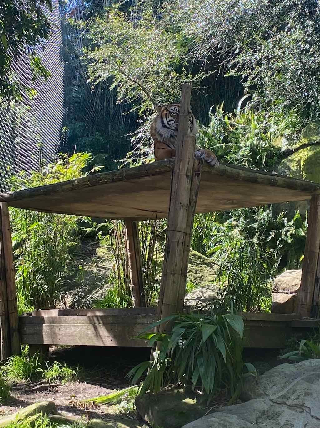 Taronga Zoo Wildlife Park : August 2025 Public Tour Image -68ae45fcdb569
