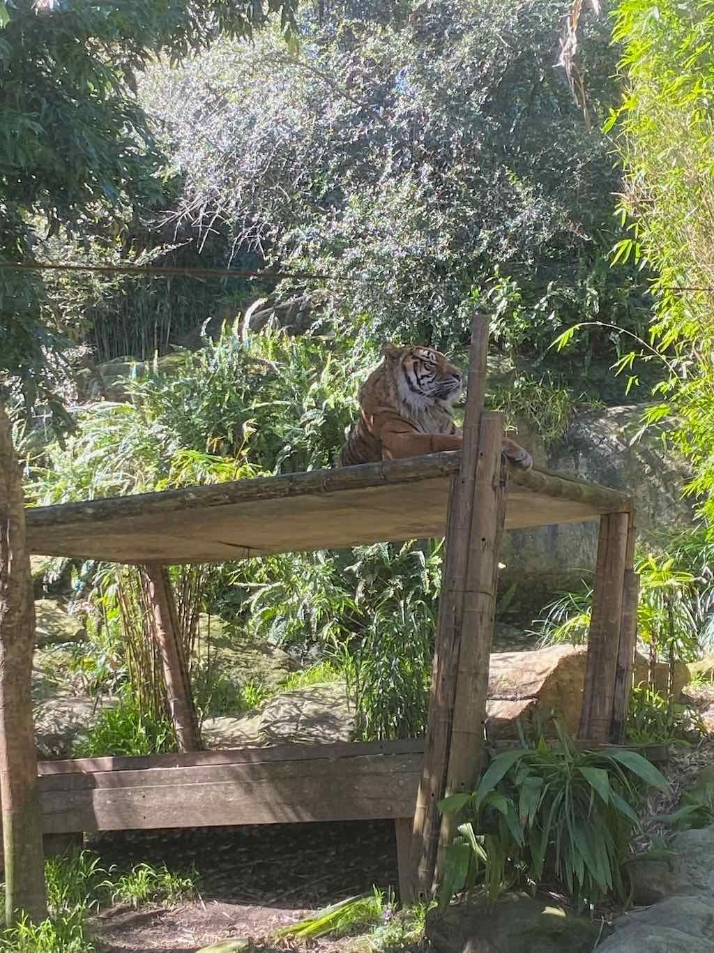 Taronga Zoo Wildlife Park : August 2025 Public Tour Image -68ae45fd3e985