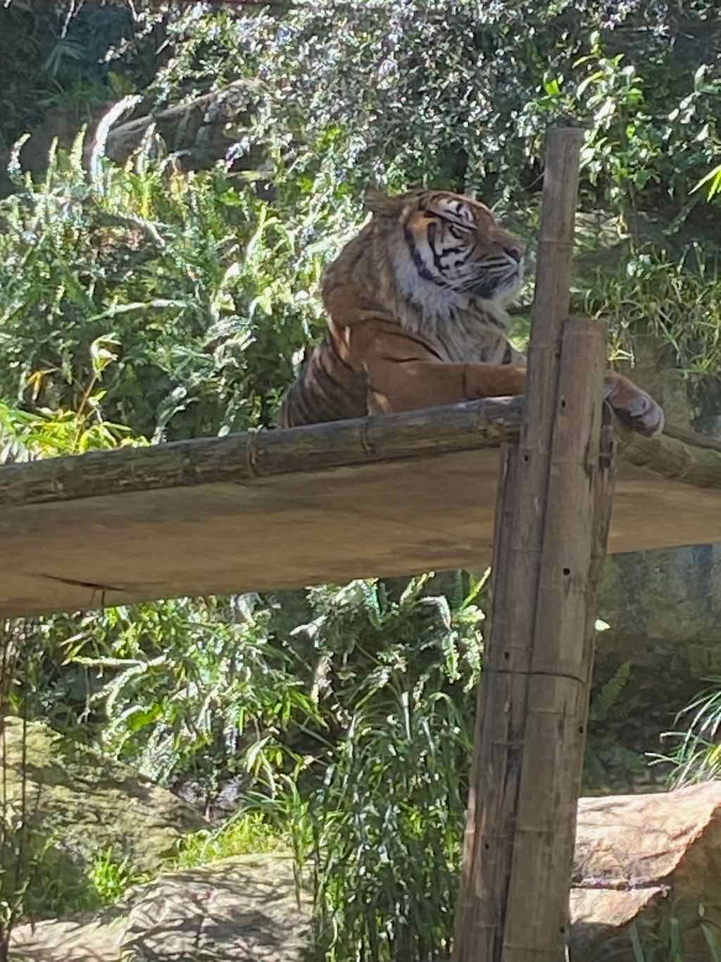 Taronga Zoo Wildlife Park : August 2025 Public Tour Image -68ae45fd85b5a