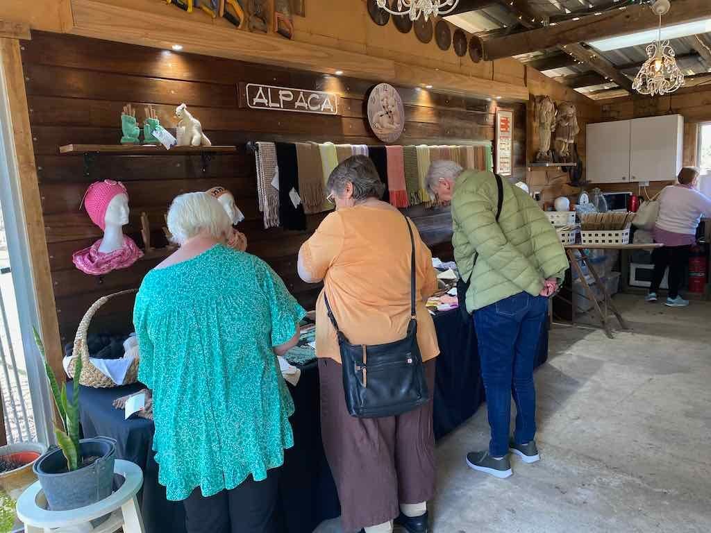 Dairy Road Alpaca Farm Public Day Tour 24th September 2025 Image -68d46fa281726