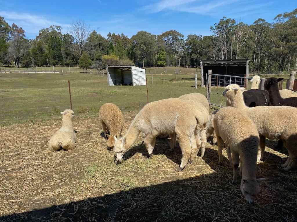 Dairy Road Alpaca Farm Public Day Tour 24th September 2025 Image -68d46fa38fca0
