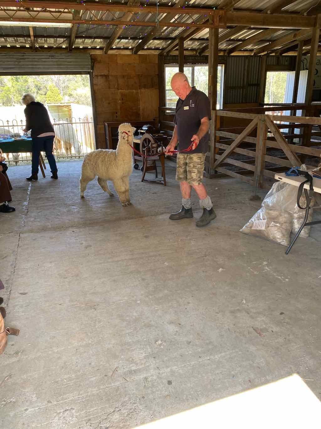 Dairy Road Alpaca Farm Public Day Tour 24th September 2025