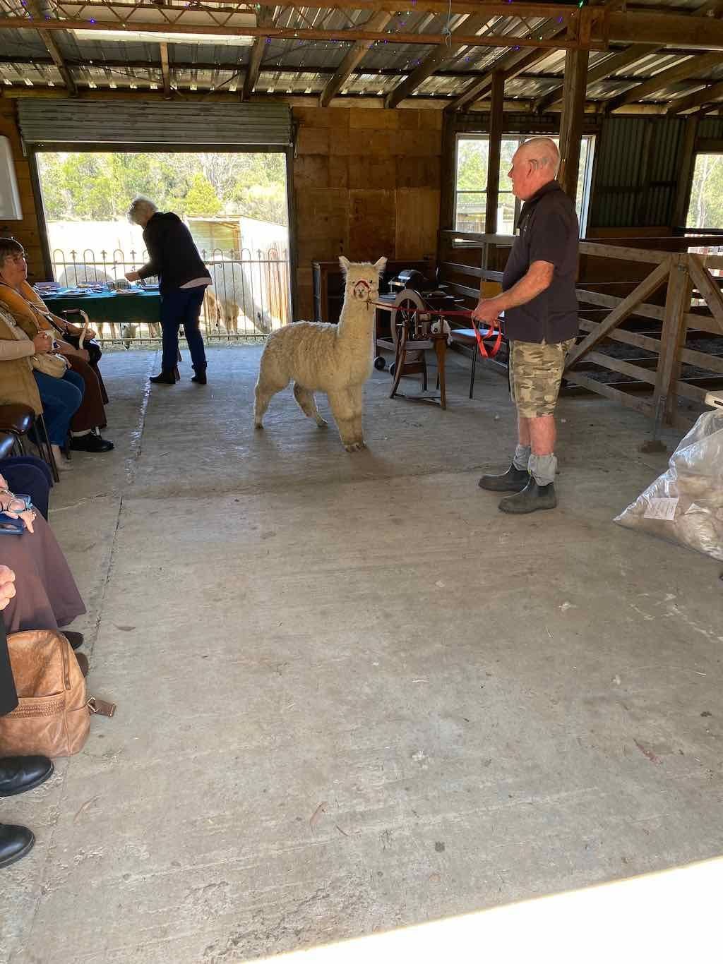 Dairy Road Alpaca Farm Public Day Tour 24th September 2025 Image -68d46fa456bdf