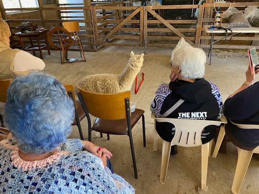 Dairy Road Alpaca Farm Public Day Tour 24th September 2025 Image -68d46fa4d557f