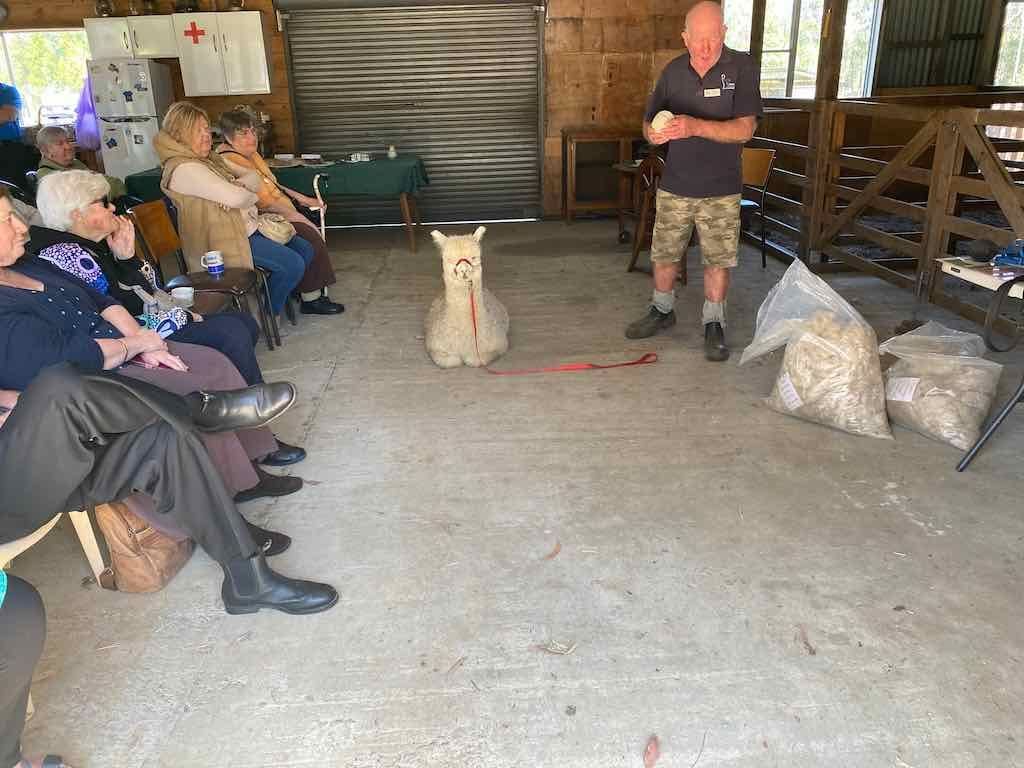Dairy Road Alpaca Farm Public Day Tour 24th September 2025 Image -68d46fa51f7f6