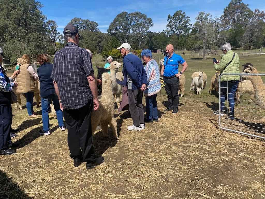 Dairy Road Alpaca Farm Public Day Tour 24th September 2025 Image -68d46fd828662
