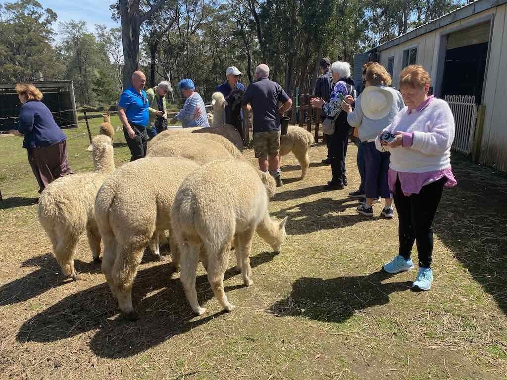 Dairy Road Alpaca Farm Public Day Tour 24th September 2025 Image -68d46fd86f0c4