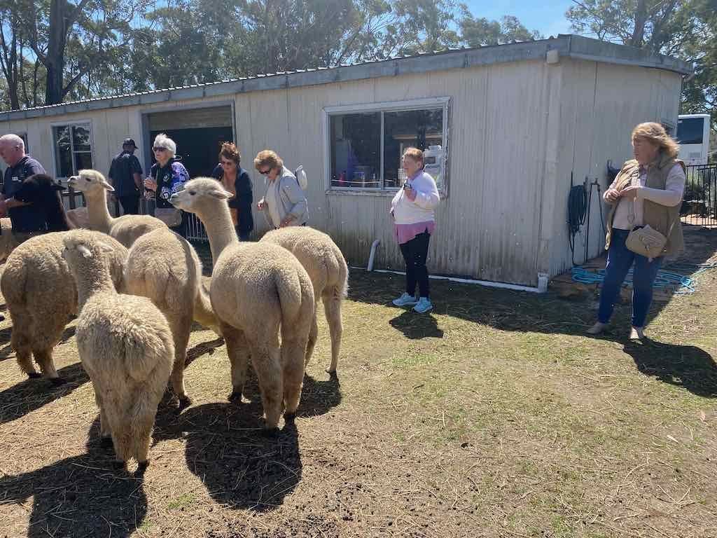 Dairy Road Alpaca Farm Public Day Tour 24th September 2025 Image -68d46fd919e11