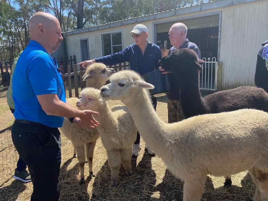 Dairy Road Alpaca Farm Public Day Tour 24th September 2025 Image -68d46fd957e78