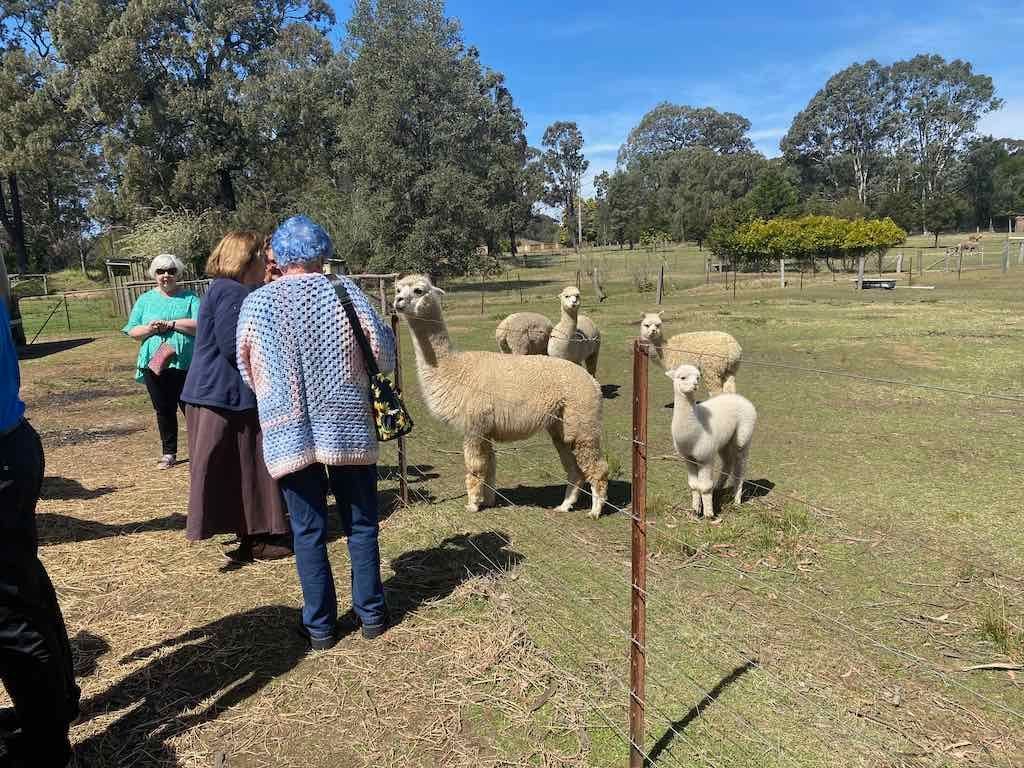 Dairy Road Alpaca Farm Public Day Tour 24th September 2025 Image -68d46fda2236d