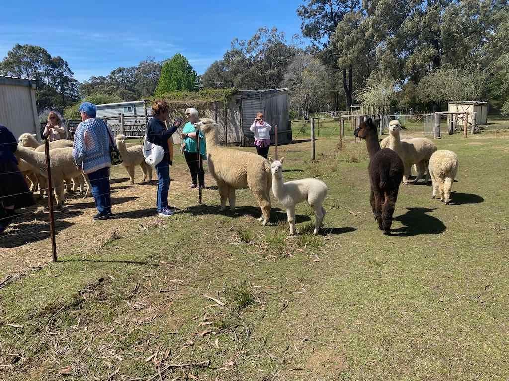 Dairy Road Alpaca Farm Public Day Tour 24th September 2025 Image -68d46fda5edab