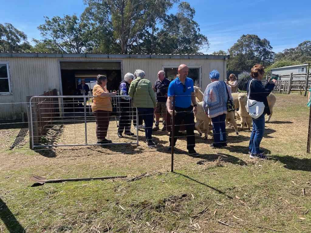 Dairy Road Alpaca Farm Public Day Tour 24th September 2025 Image -68d46fdaabe81