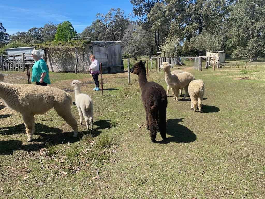 Dairy Road Alpaca Farm Public Day Tour 24th September 2025 Image -68d46fdb03f0b