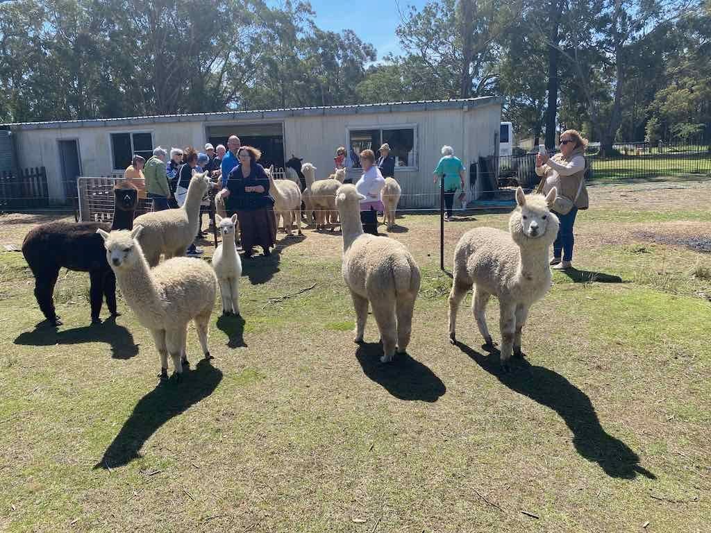 Dairy Road Alpaca Farm Public Day Tour 24th September 2025 Image -68d46fdb4c2aa