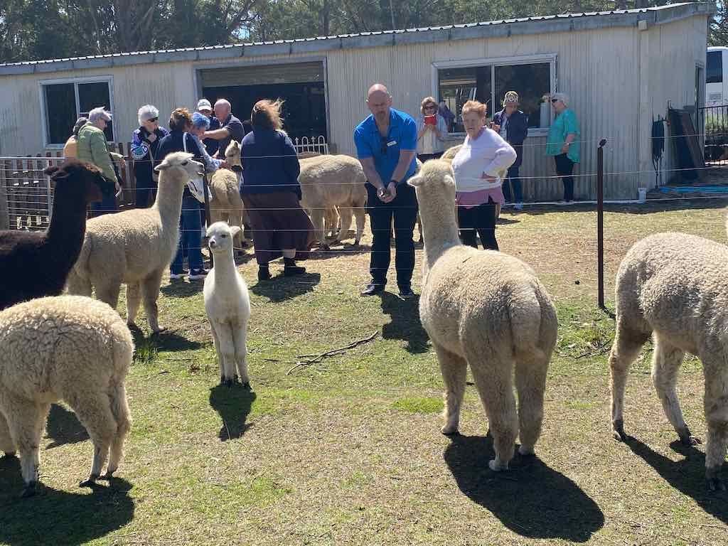 Dairy Road Alpaca Farm Public Day Tour 24th September 2025 Image -68d46fdb9baac