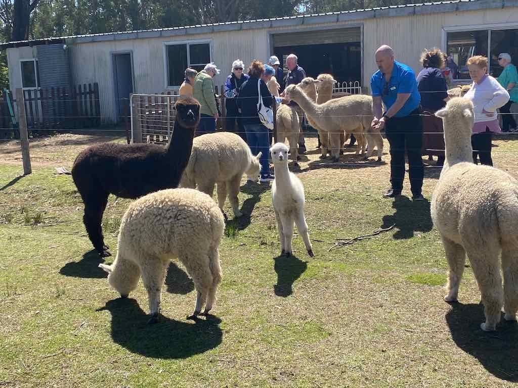Dairy Road Alpaca Farm Public Day Tour 24th September 2025 Image -68d46fdbdfef6