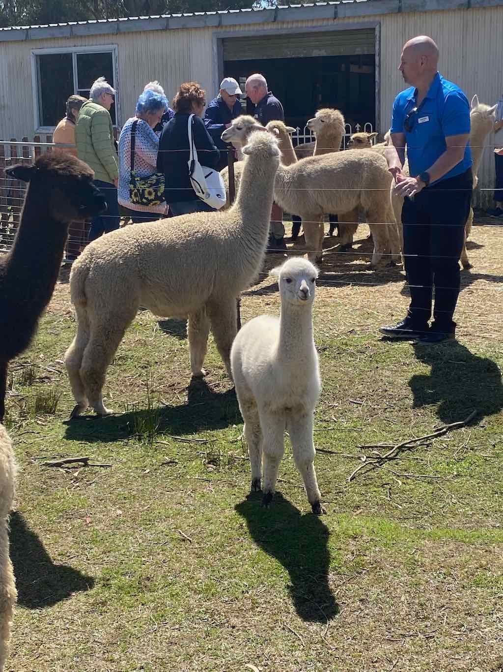 Dairy Road Alpaca Farm Public Day Tour 24th September 2025 Image -68d46fdc35d21