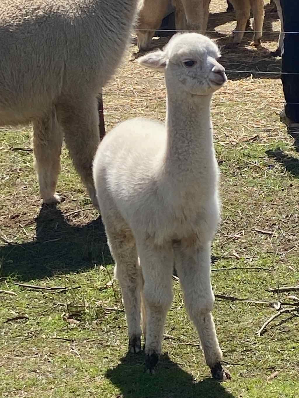 Dairy Road Alpaca Farm Public Day Tour 24th September 2025 Image -68d46fdc85448
