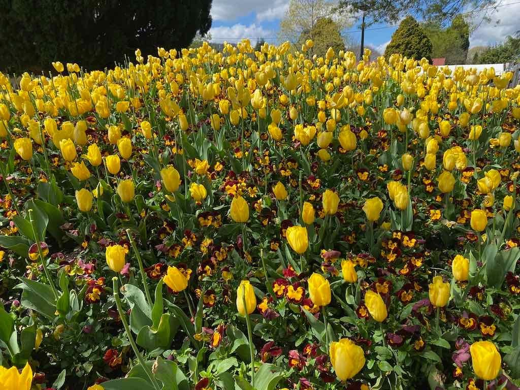 Corbett Gardens : 2025 Garden Extravaganza To Image -68e0b41e60e1a
